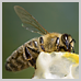 photography_32_icon